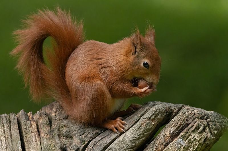 red squirrel, animals, nature, wildlife, canon Red Squirrelphoto preview