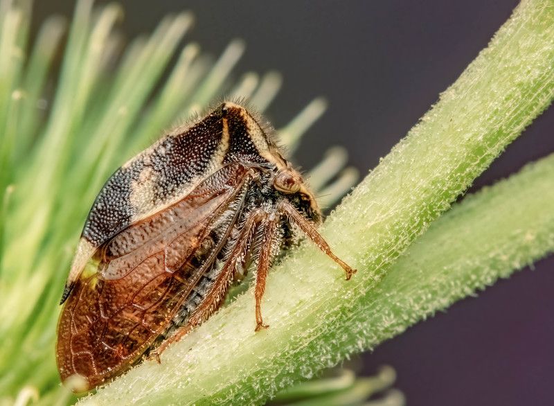 макрофото, макрофотографии, фотомакро, насекомые, макромир, макрофотограф, макроаддикт, макро_мир, naturelovers, naturelover, naturephotography, macrolove, macro_love, biodiversity, macrophotography, macro, macronature, entomology, arthropods, arthropod,   фото превью