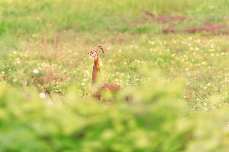 peacock,closeup, bird, birds, wild, wings, beauty, nature, swan, feather, spread, little sparrow,animal,animals,nikon,tailorbird,portraitm,eyes,duck Peafowlphoto preview