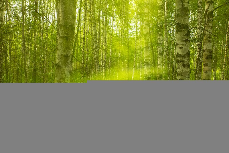 Леса близ деревни Подсосенье (Торжокский район Тверской области).photo preview