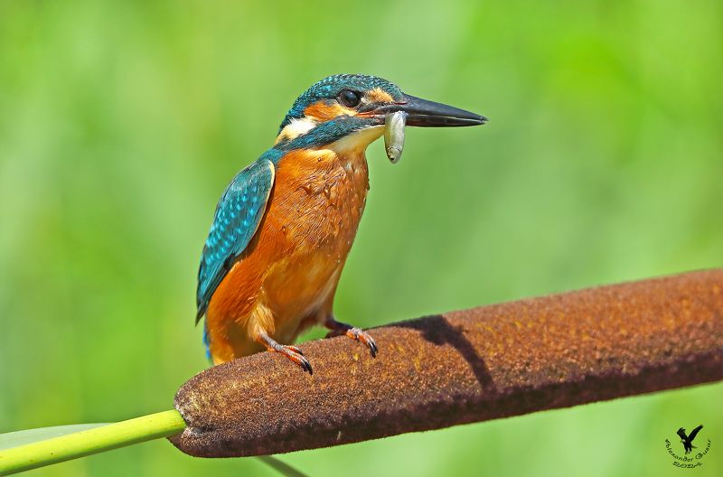 зимородок. Перекур.photo preview