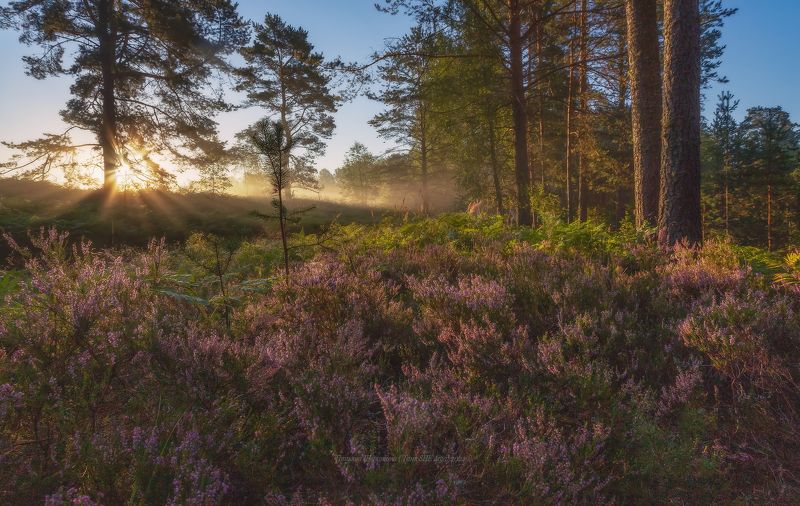 луга, ленобласть, пейзаж, рассвет, туман,  landscape, nature, природа, foggy, forest, ленинградская область Где вереск...photo preview