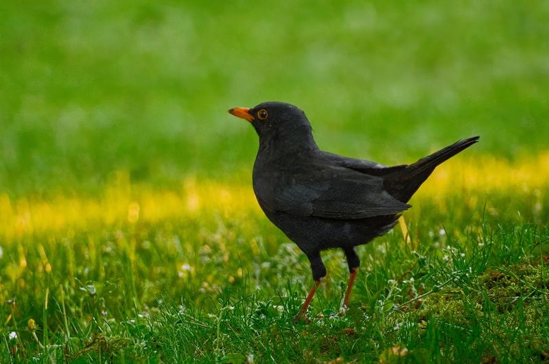 птицы, бердвотчинг, животные, природа, дикая природа, birds, birdwatching, nature, wild nature, animals photo preview