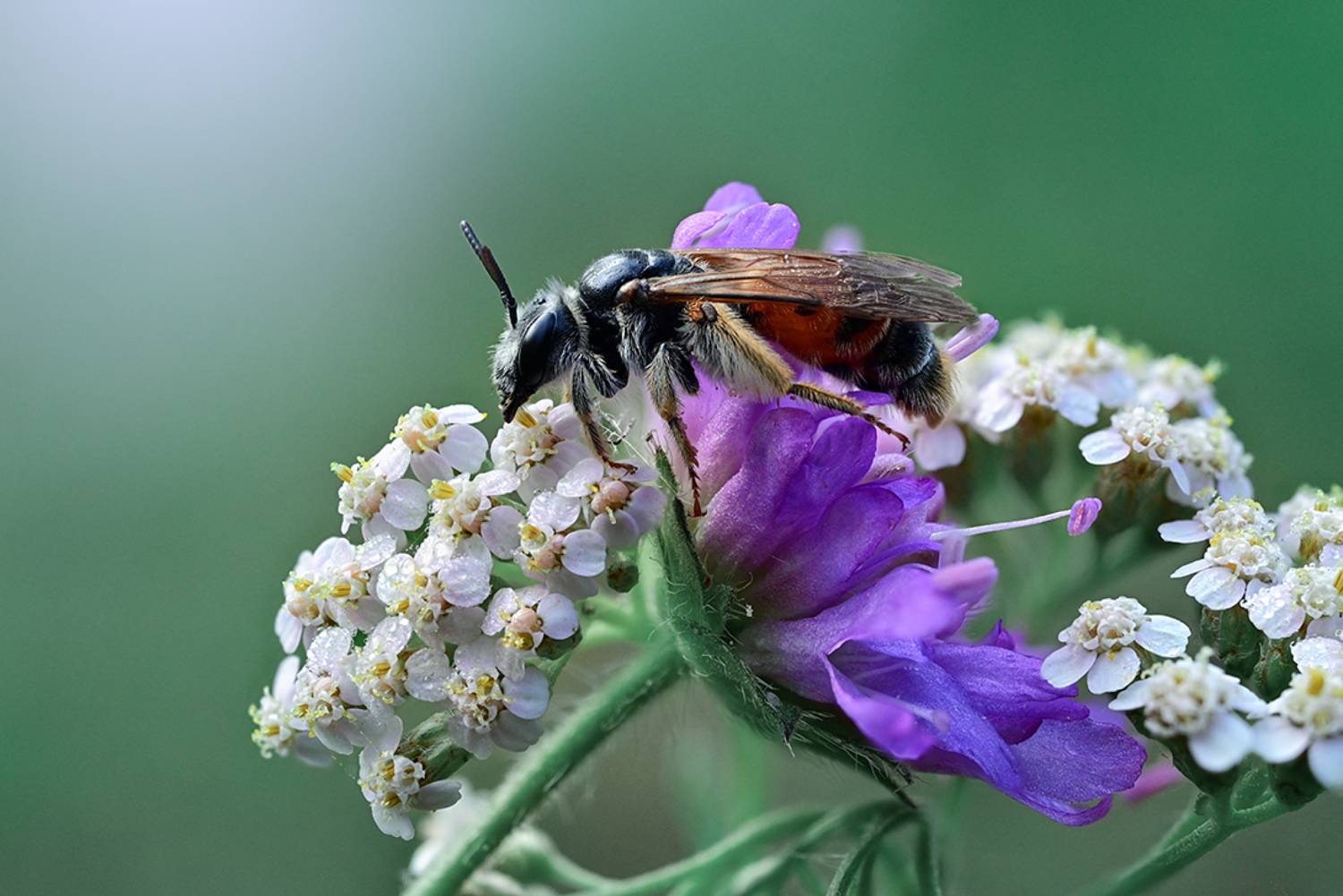 , Калёв Сергей