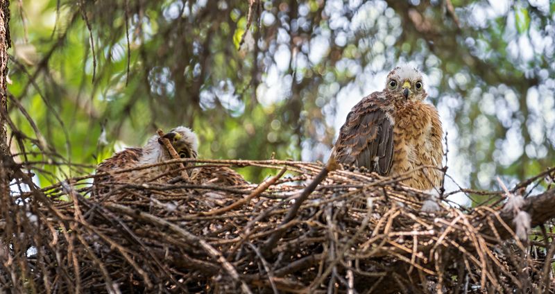 птица, ястреб, птенец, слёток, гнездо, Ястребки.photo preview