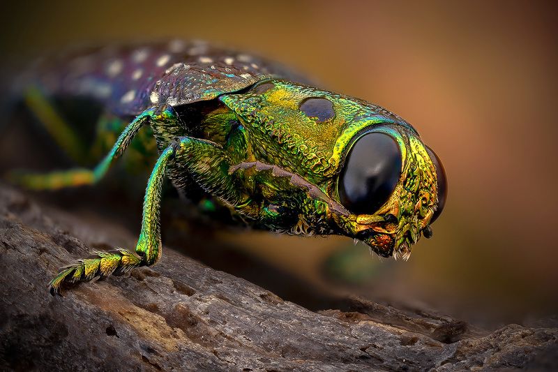 madecassia, rothschildi Златкаphoto preview