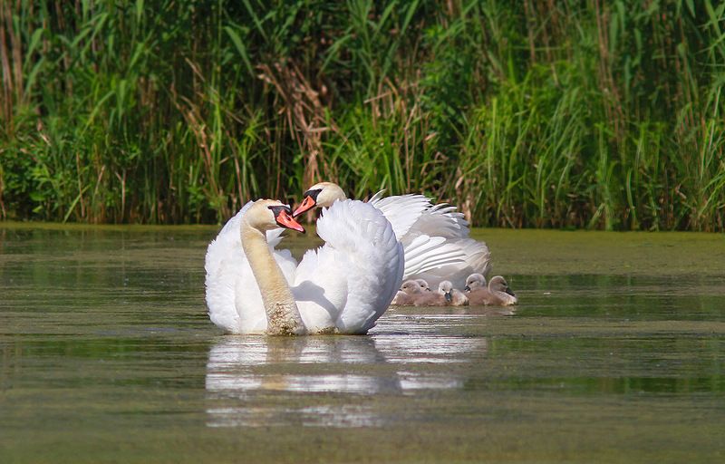 Семейка лебедейphoto preview