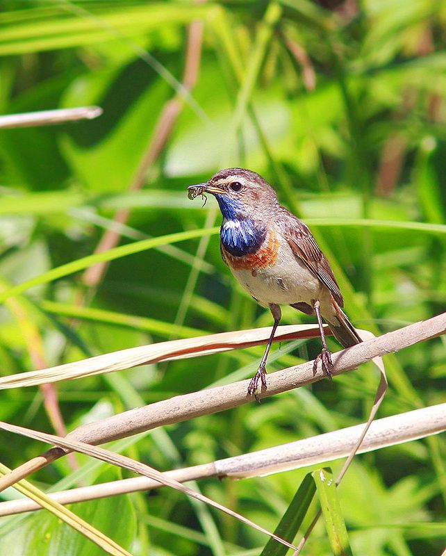 Варакушкиphoto preview