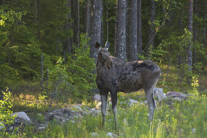 Лесной лосяшька :)photo preview