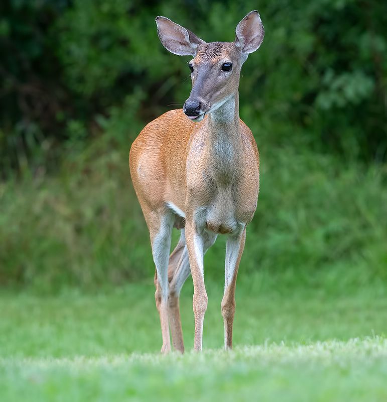 олень, дикие животные, животные, deer, wildlife Белохвостый Олень  -White-tailed Deer femalephoto preview