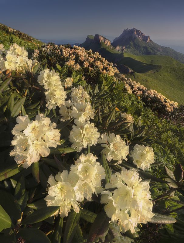 тхач, рассвет, рододендроны, пейзаж, цветы, горы photo preview