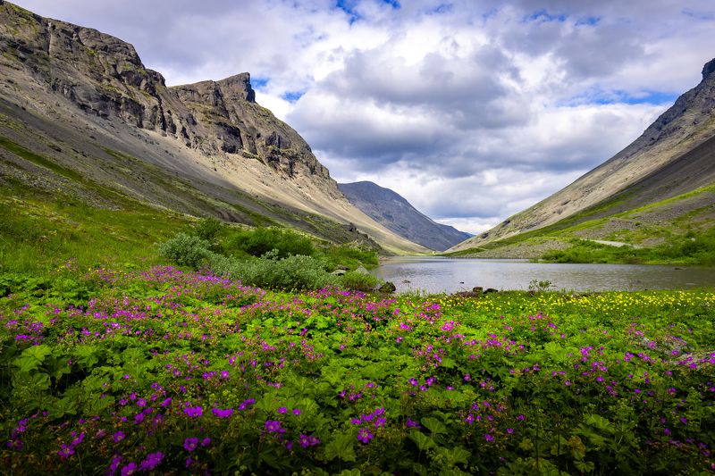 хибины, горы, озеро, цветы Хибиныphoto preview