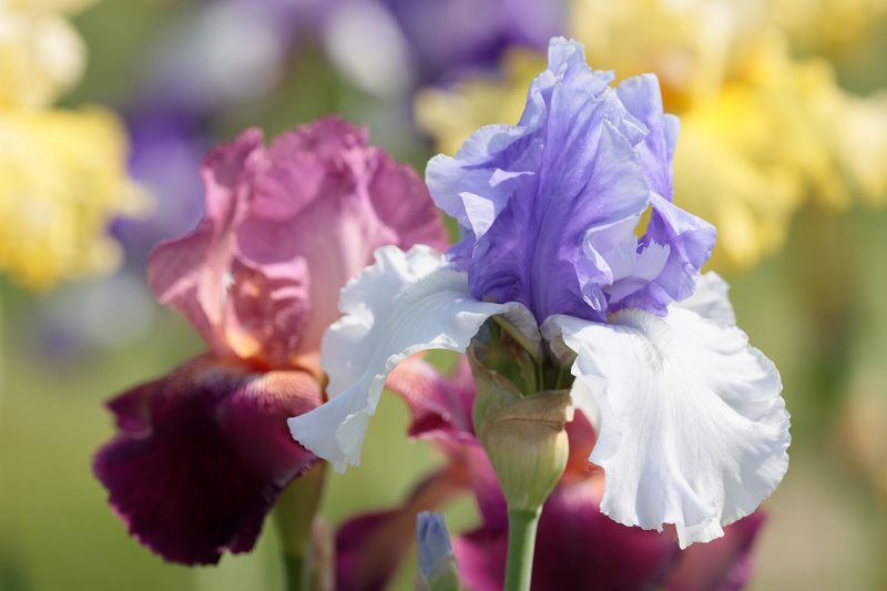 Ирисыphoto preview