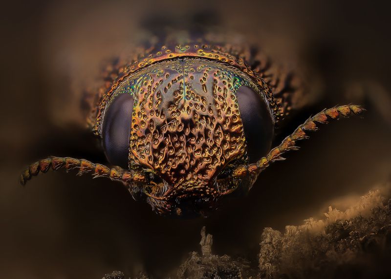 poecilonota, variolosa Златка изменчиваяphoto preview