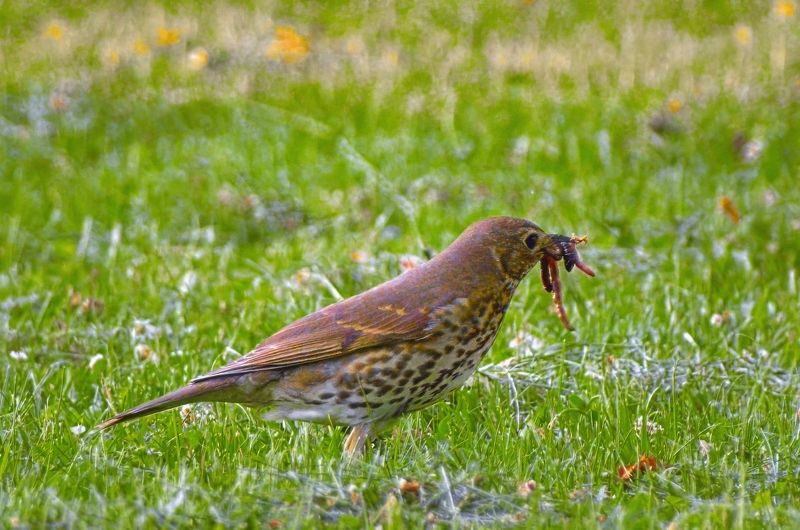 птицы, животные, дикий животный мир, бердвотчинг, природа, birds, birdwatching, nature, life, wildlife photo preview