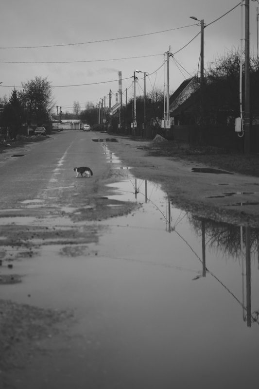 улица кот Котphoto preview