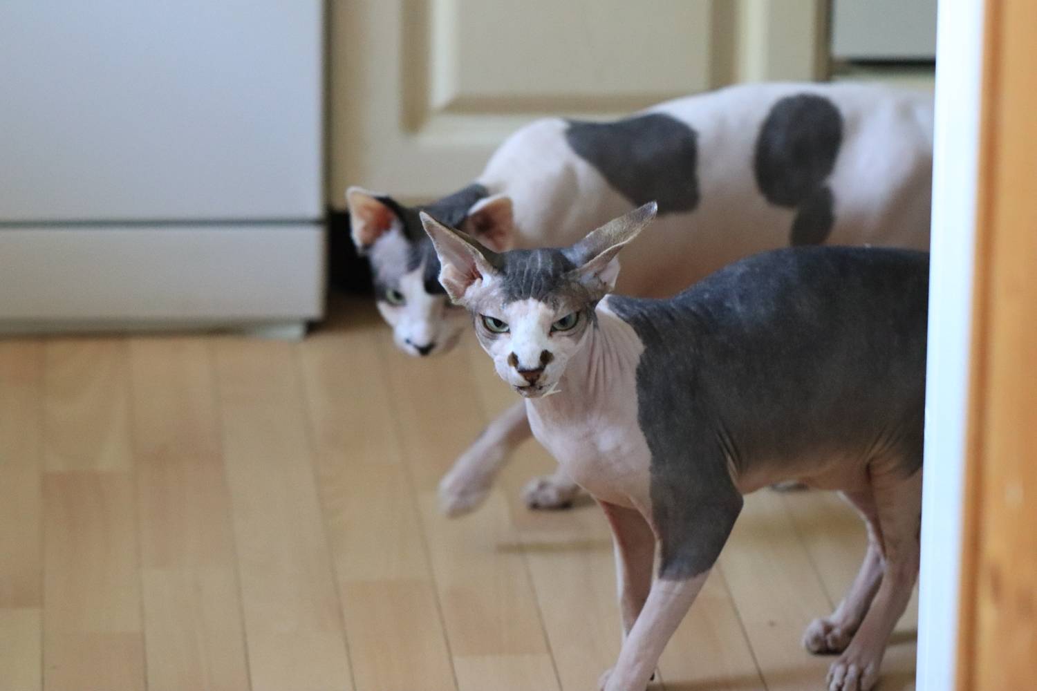 коты канадский сфинкс , Igor Lukin