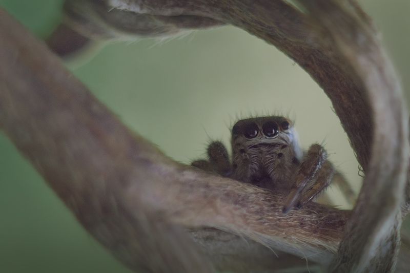 лето, природа, пауки, паук скакунчик Паучокphoto preview