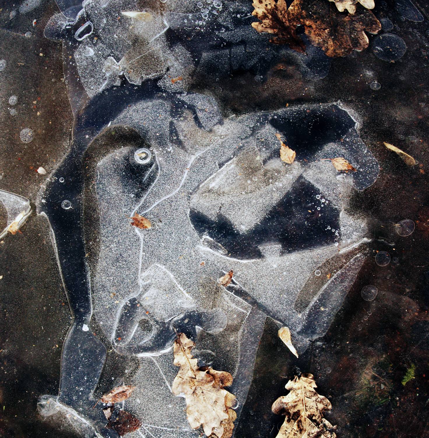 pareidolia, Илья Веулоп