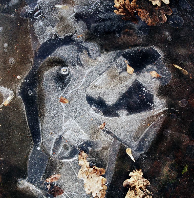 pareidolia Пёсик. Парейдолия (замёрзшая лужа)photo preview