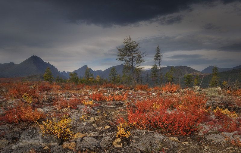 Колымаphoto preview