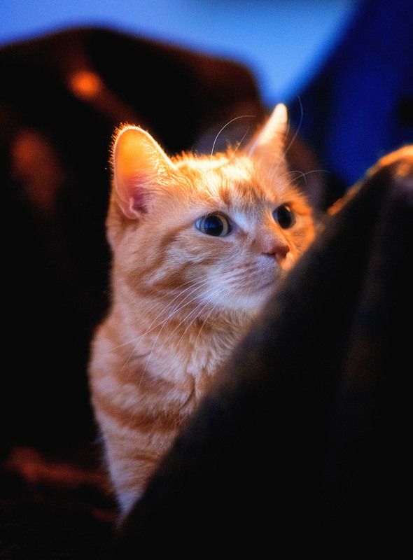 кот рыжий  Маленький рыжик photo preview