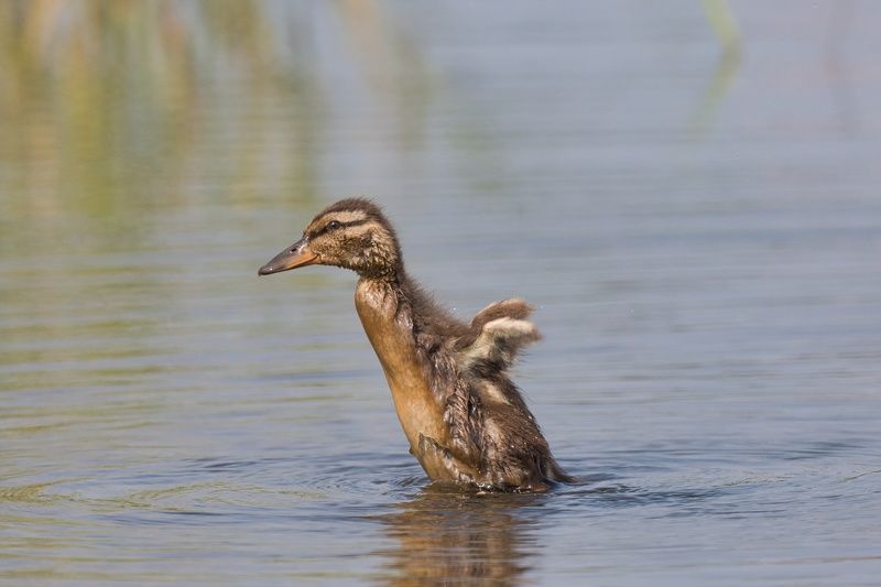 Были-бы крылья-небо найдется!photo preview