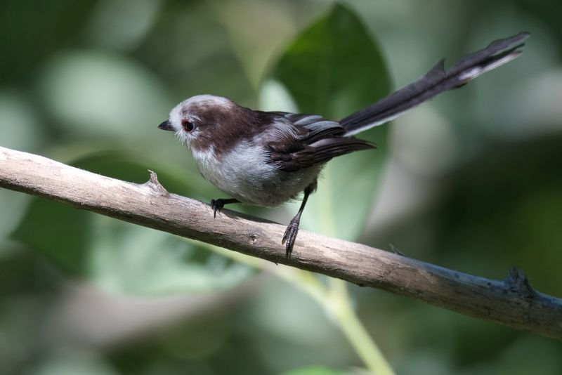 Юный ополовникphoto preview