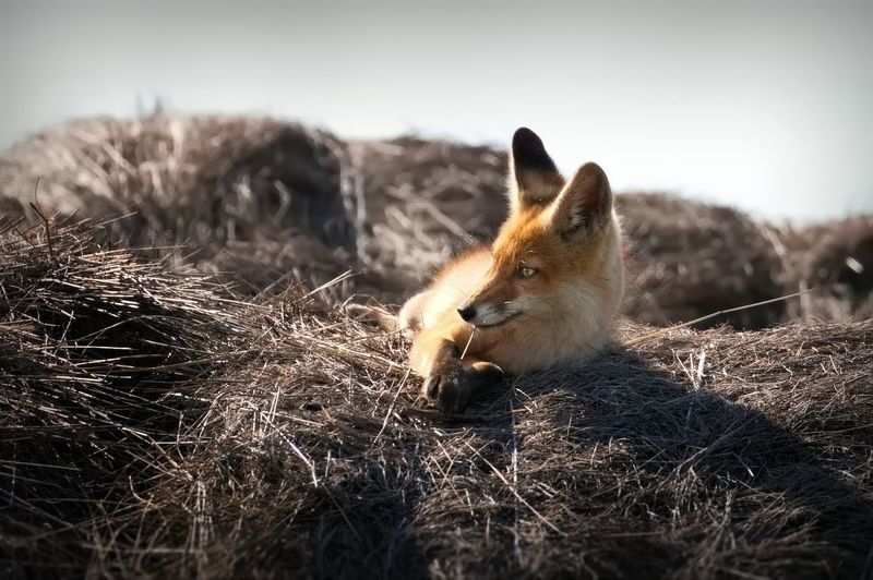 В раздумьях)photo preview