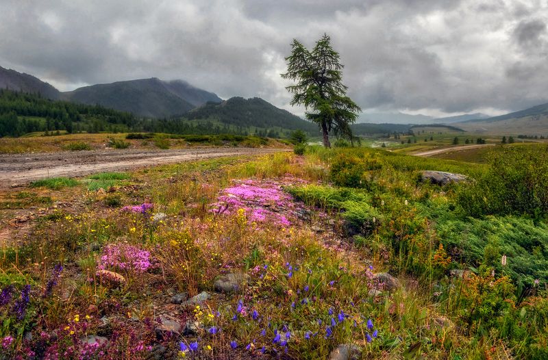 горный алтай,июль,кош-агачский район,дорога,лиственница,цветы,пасмурный день Дорогами июля...photo preview