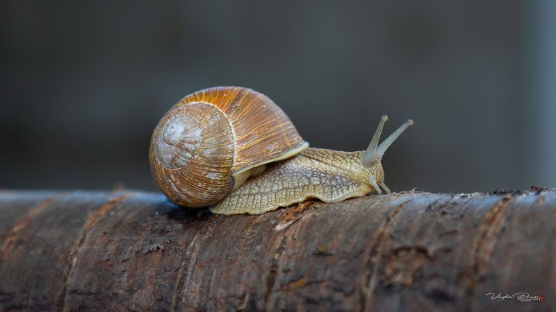 Улиткаphoto preview