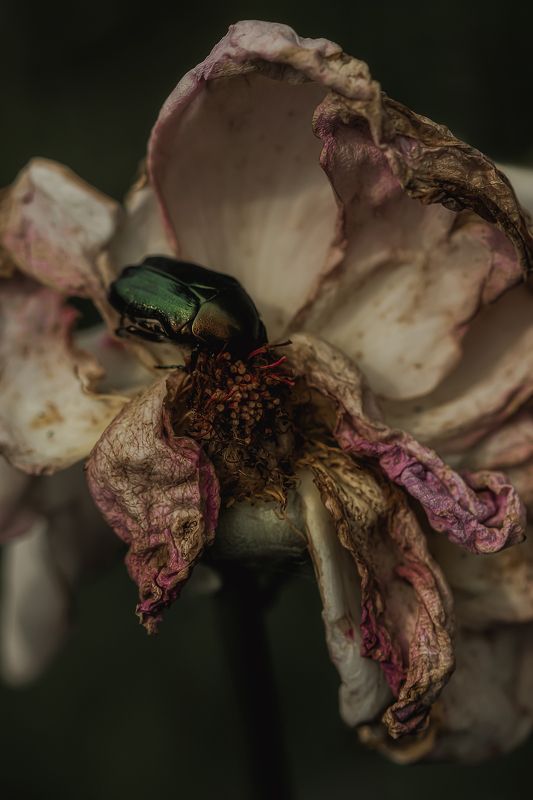 роза, жук, rose, insect, bug, rosechafer photo preview