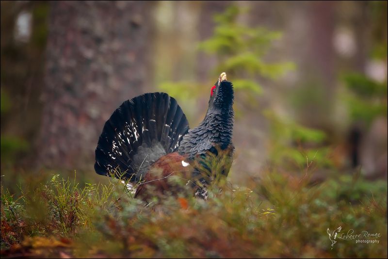 На карельском току ... photo preview