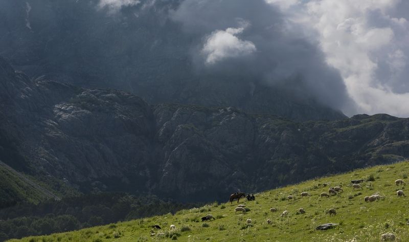 Северный Кавказ, Верхняя Балкария, Уштулу, пастбище, Пастораль, Овцы, пастух, Уштулу - пасторальphoto preview