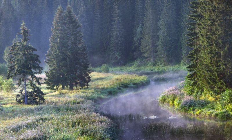 пейзаж, ленобласть, туман, landscape, nature, природа, foggy, forest, ленинградская область Там чудеса...photo preview
