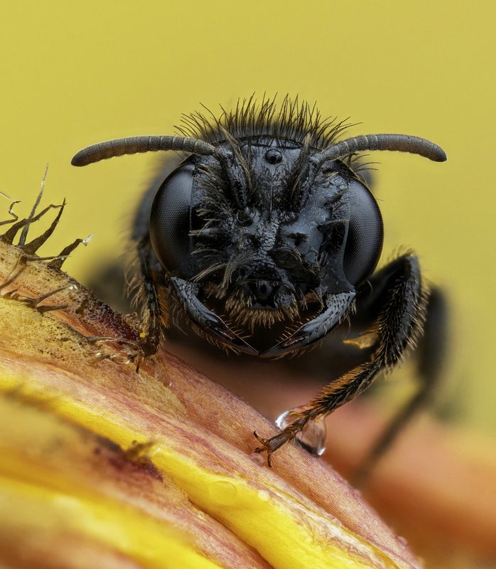 Panurgus calcaratusphoto preview