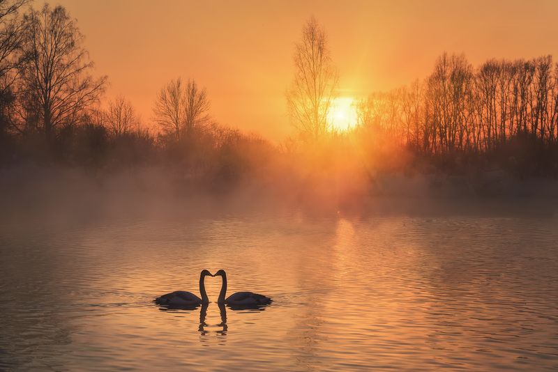 Лебединая верностьphoto preview