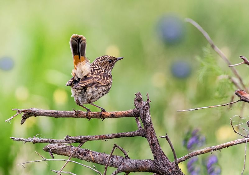 птица, варакушка, слёток, Лучший хвостик!photo preview