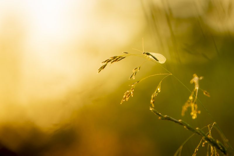 златоглазка, урал, солнце, лето, закат Флёрницаphoto preview