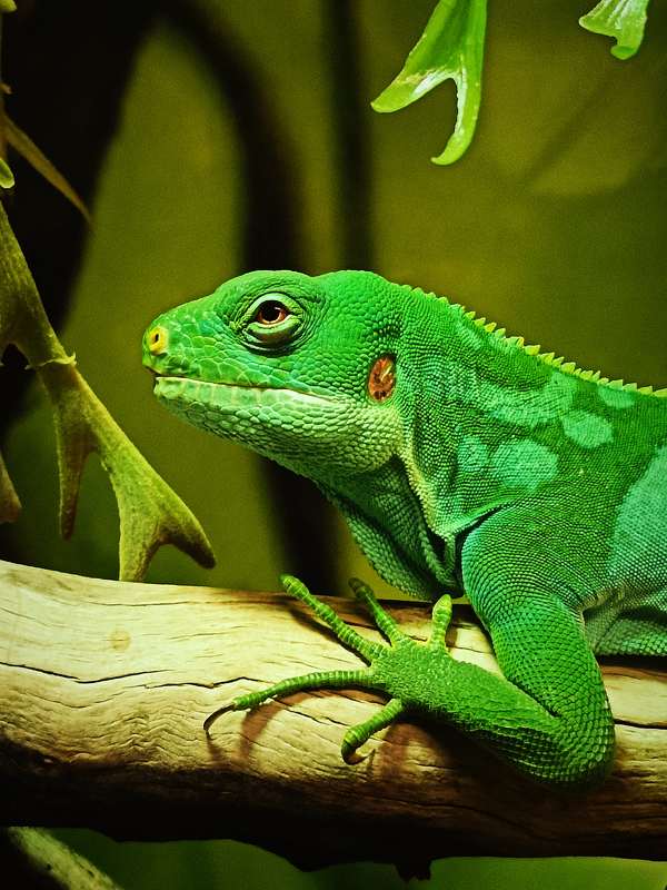 Игуана.photo preview