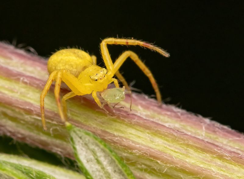 макрофото, макрофотографии, фотомакро, насекомые, макромир, макрофотограф, макроаддикт, макро_мир, naturelovers, naturelover, naturephotography, macrolove, macro_love, biodiversity, macrophotography, macro, macronature, entomology, arthropods, arthropod,   фото превью