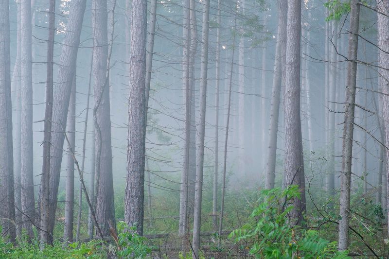 Калужская обл., дер. Рыляки до первых лучейphoto preview