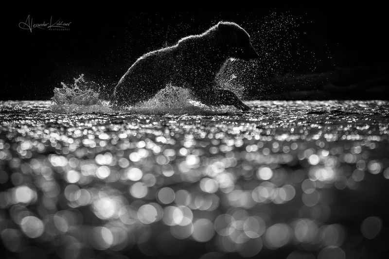 медведи,камчатка,медведь,медвежата Медведь и \