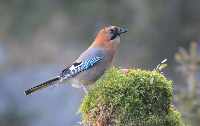 сойка Сойкаphoto preview