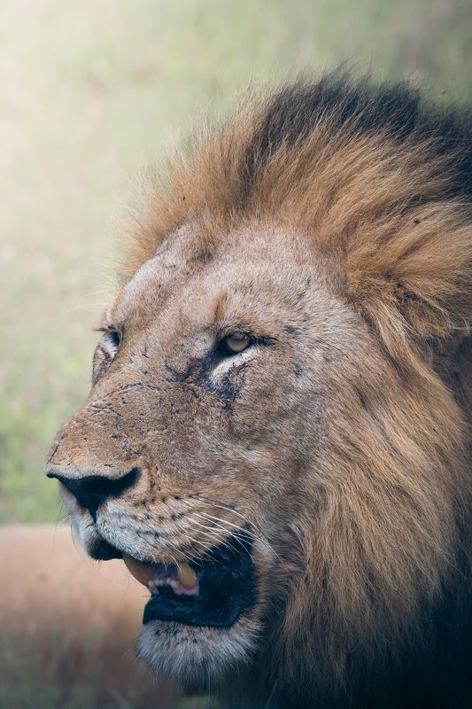 лев, парк крюгера, юар, январь, lion, kruger park, south africa, january Левphoto preview