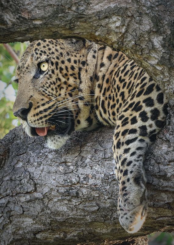 леопард, парк крюгера, юар, январь, leopard, kruger park, south africa, january Леопардphoto preview