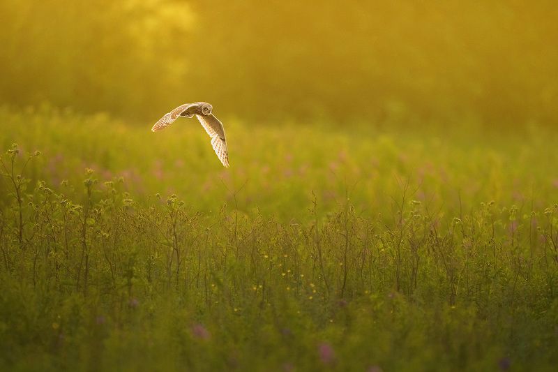 #owls #animals #wildlife #birds Short eared owl in sunsetphoto preview