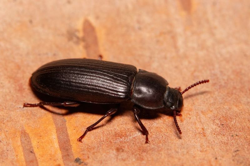 макрофото, макрофотографии, фотомакро, насекомые, макромир, макрофотограф, макроаддикт, макро_мир, naturelovers, naturelover, naturephotography, macrolove, macro_love, biodiversity, macrophotography, macro, macronature, entomology, arthropods, arthropod,  Yellow mealworm (Tenebrio molitor) фото превью