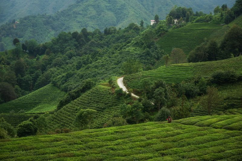 Чайные плантации в Ризеphoto preview