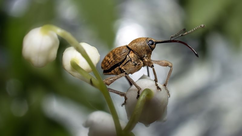 Длинный носик.photo preview